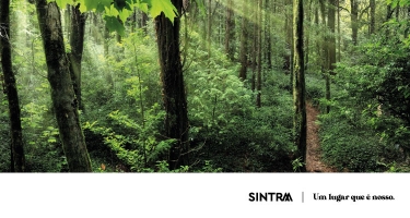 Florestas da Paisagem Cultural de Sintra retêm mais de 220 mil toneladas de Carbono